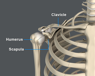 Shoulder Anatomy